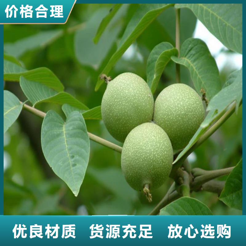 核桃苗果树苗源厂定制优选厂商
