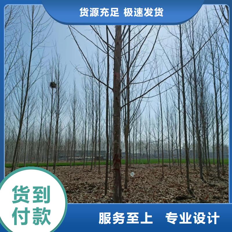 法桐符合标准物美价优