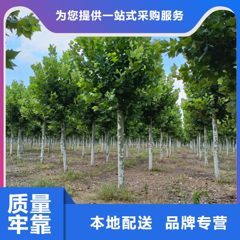 法桐原生冠法桐多种规格库存充足同城供应商