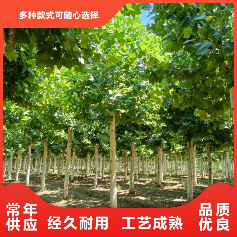 法桐_国槐满足多种行业需求放心得选择