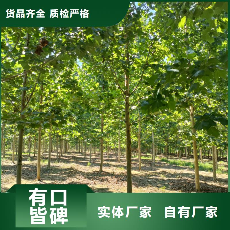 法桐国槐一致好评产品同城品牌