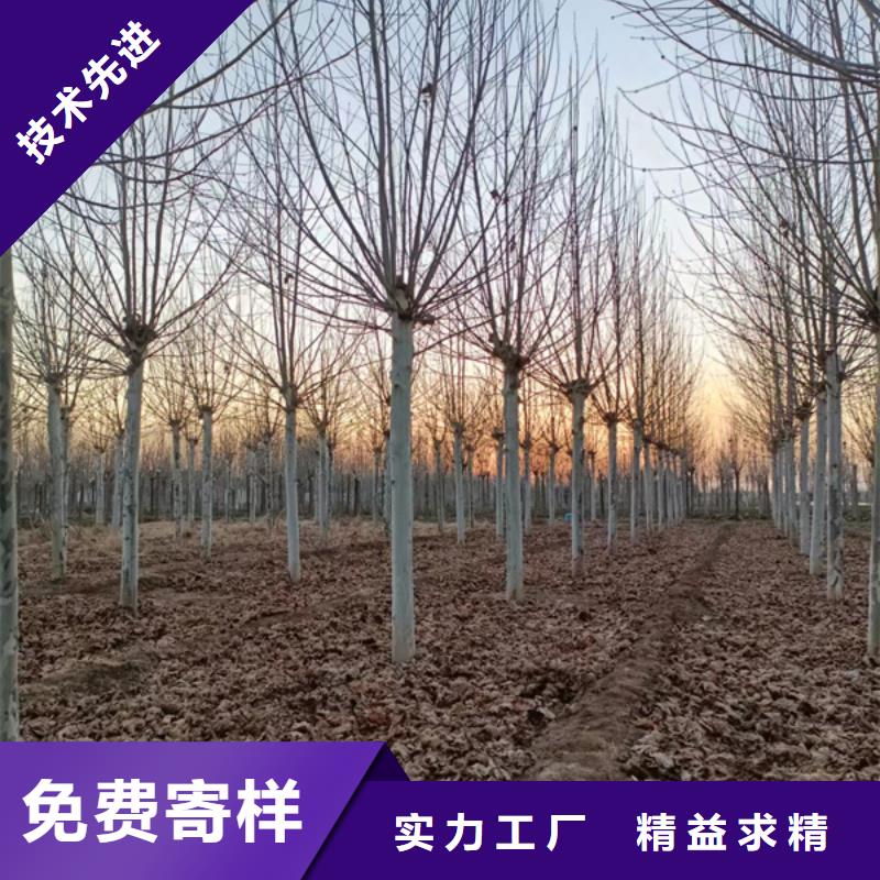 法桐白蜡好产品好服务随心所欲定制