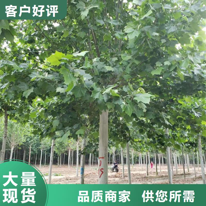 法桐【金叶复叶槭】有口皆碑本地公司