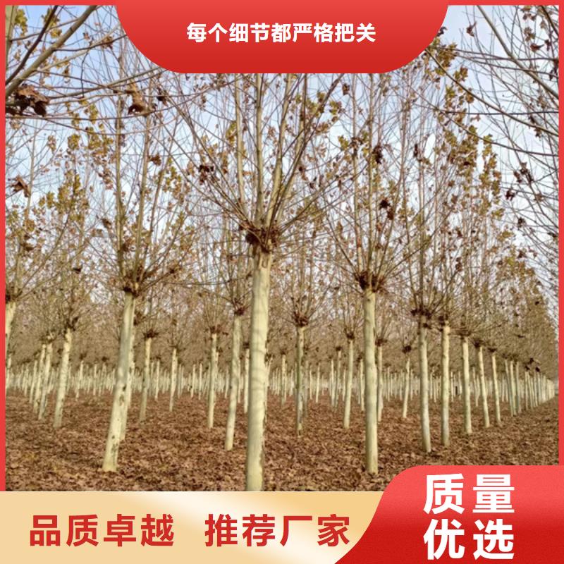 法桐【五角枫】诚信经营质量保证有实力有经验