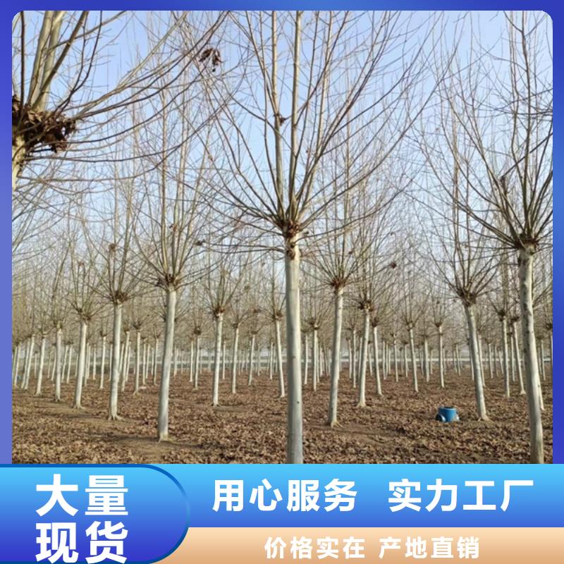 法桐,原生冠法桐批发价格认准大品牌厂家