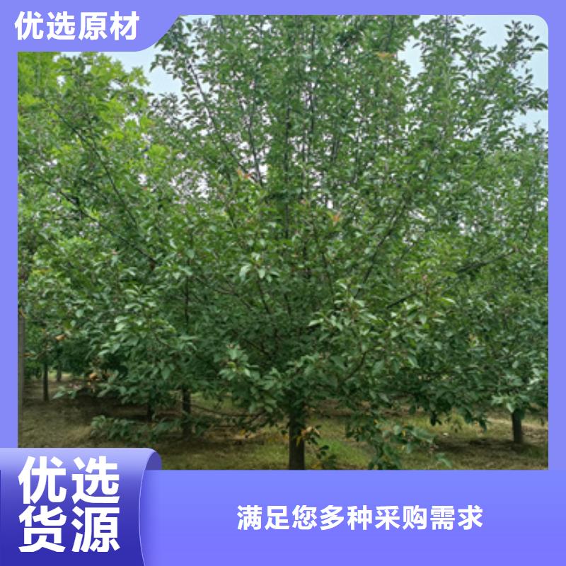 法桐【五角枫】定制批发诚信经营质量保证