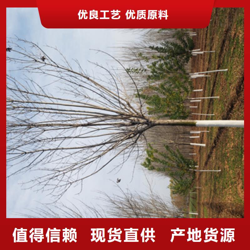 法桐白蜡优质货源厂家直营
