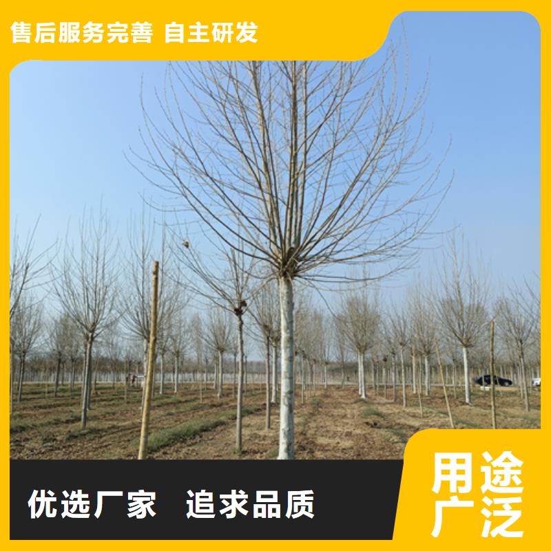 法桐让客户买的放心厂家直营