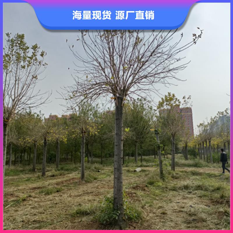 法桐-五角枫严格把关质量放心同城经销商
