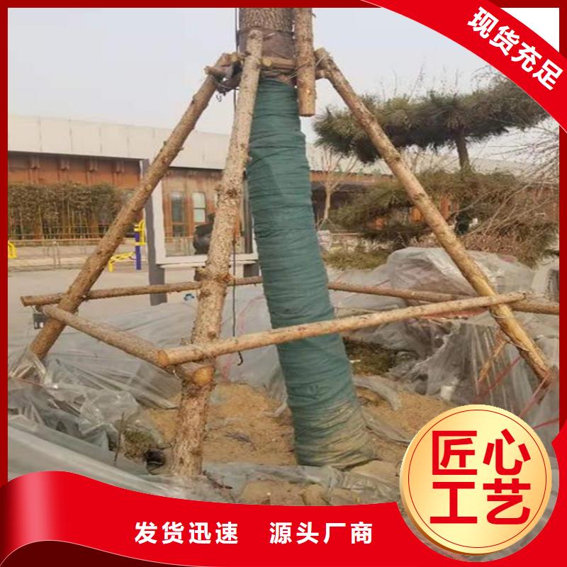 【裹树布土工格栅厂家直接面向客户】细节展示