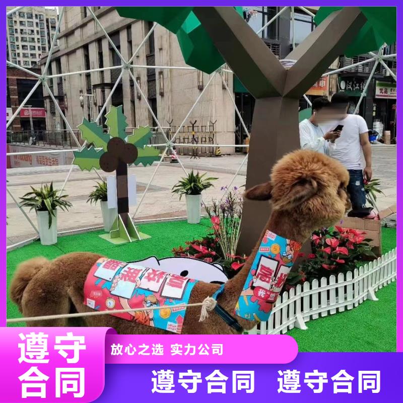 马戏团/羊驼【活体羊驼租赁】多家服务案例实力强有保证