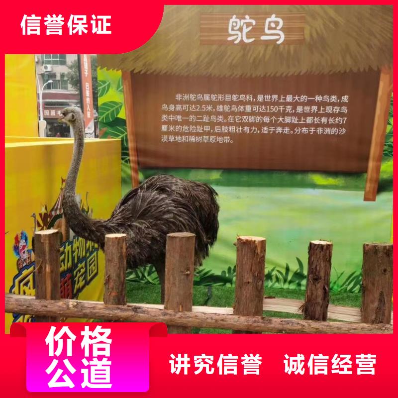 马戏团/羊驼海狮表演出租一站式服务讲究信誉