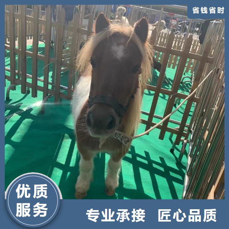 马戏团/羊驼景区杂技表演先进的技术欢迎合作