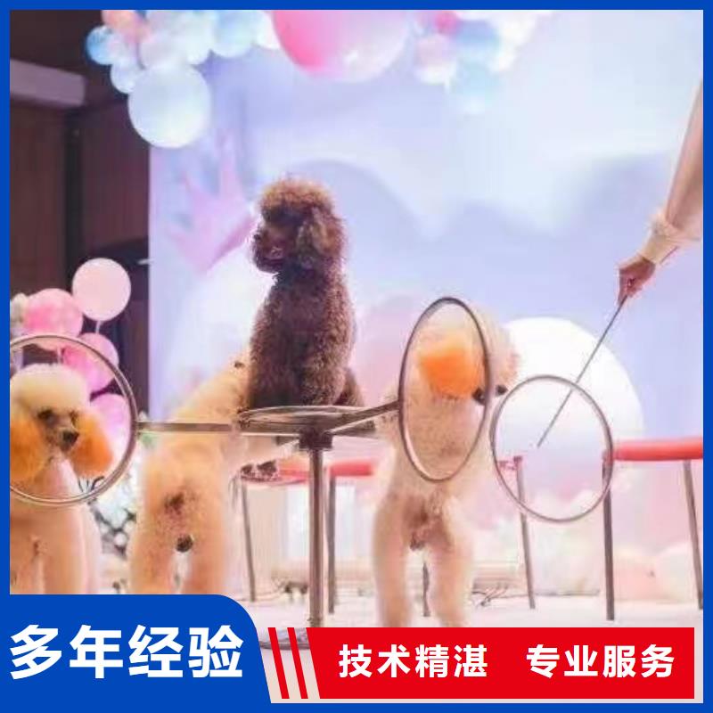 马戏团/羊驼租赁美人鱼表演品质卓越本地生产厂家