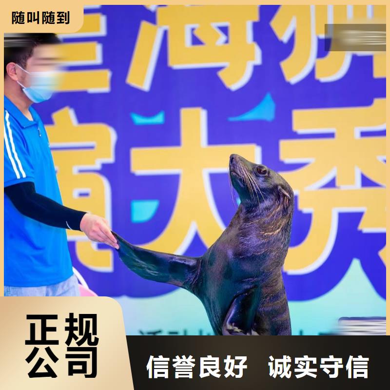 海洋主题动物表演出租羊驼价格透明同城供应商