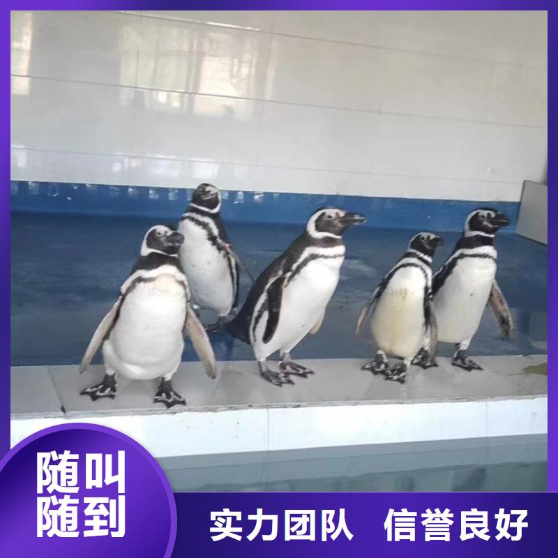 海洋主题动物表演海洋展租赁诚信当地经销商