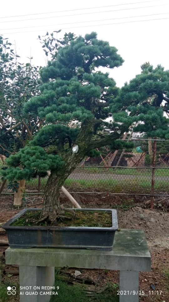红土壤固化剂尾矿渣利用矿山筑路详情