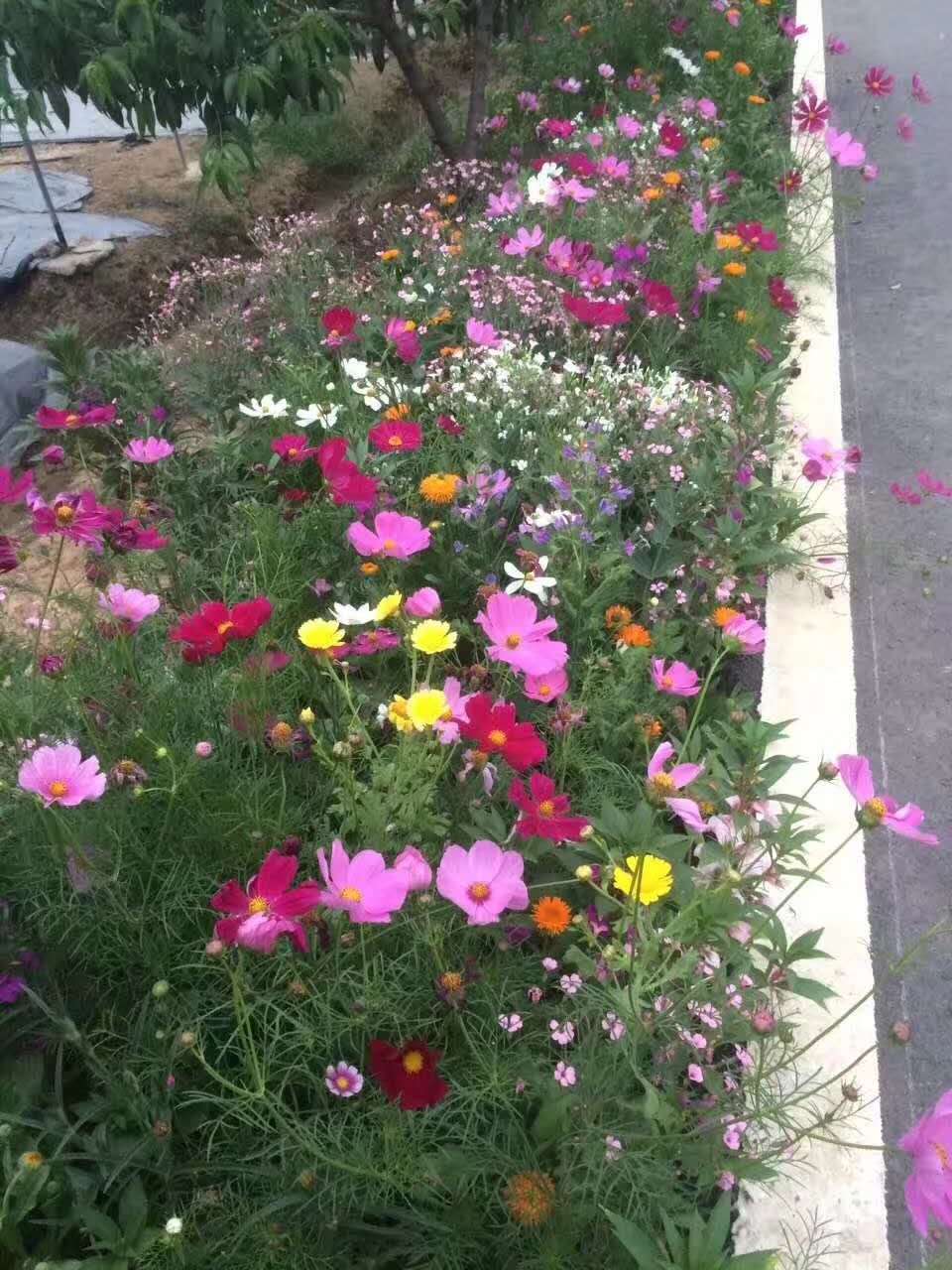 173千瓦客土喷播机客土选土机